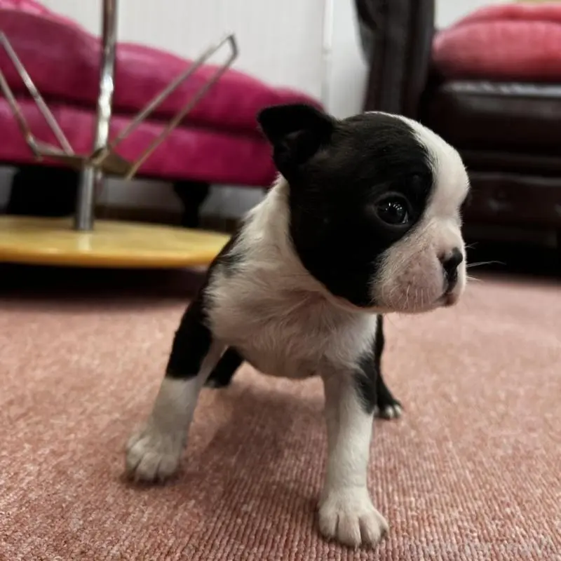 販売中の香川県のボストンテリア-451532の11枚目