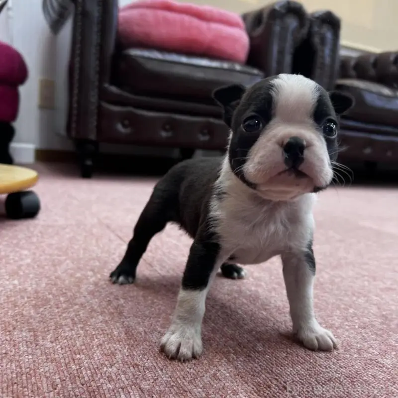 販売中の香川県のボストンテリア-451532の9枚目