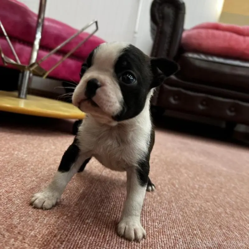 販売中の香川県のボストンテリア-451532の8枚目