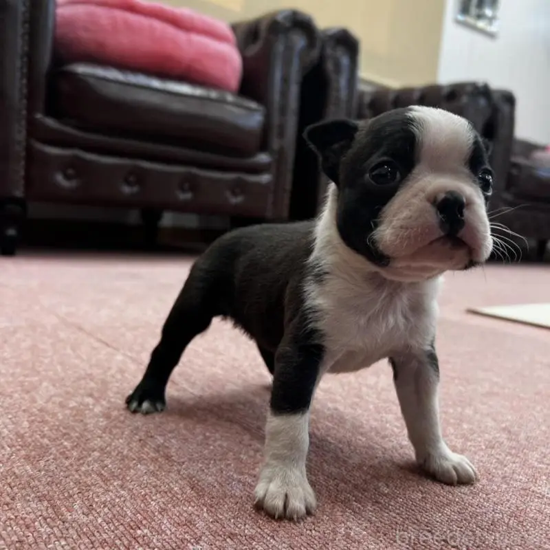 販売中の香川県のボストンテリア-451532の7枚目