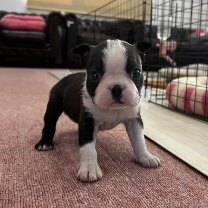 販売中の香川県のボストンテリア-451532の6枚目