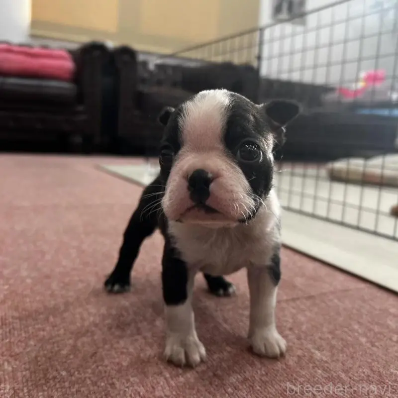 販売中の香川県のボストンテリア-451532の5枚目