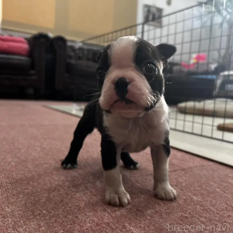 販売中の香川県のボストンテリア-451532の4枚目