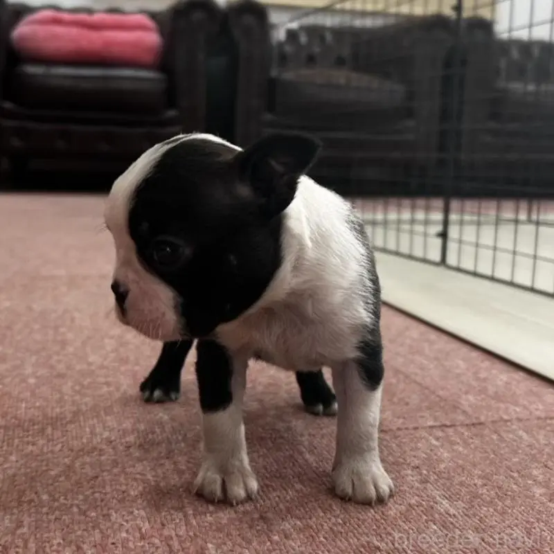 販売中の香川県のボストンテリア-451532の3枚目