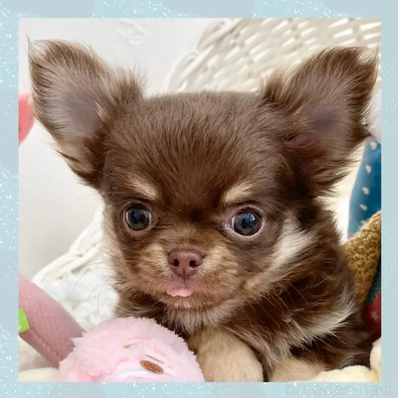 販売中の群馬県のチワワ(ロングコート)-451533