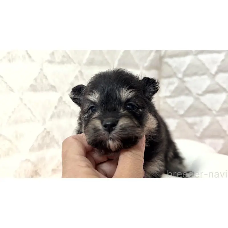 販売中の大分県のポメラニアン-451534の7枚目