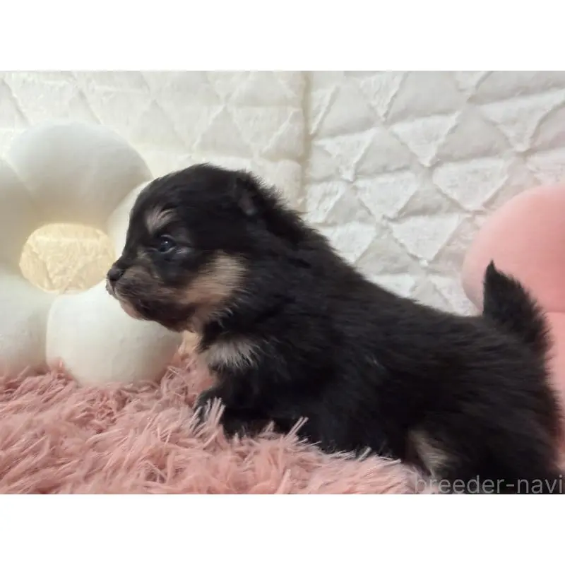 販売中の大分県のポメラニアン-451534の6枚目