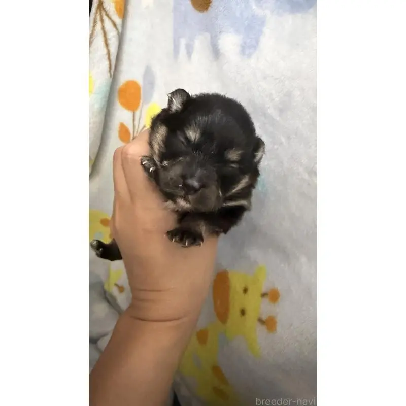 販売中の大分県のポメラニアン-451534の5枚目