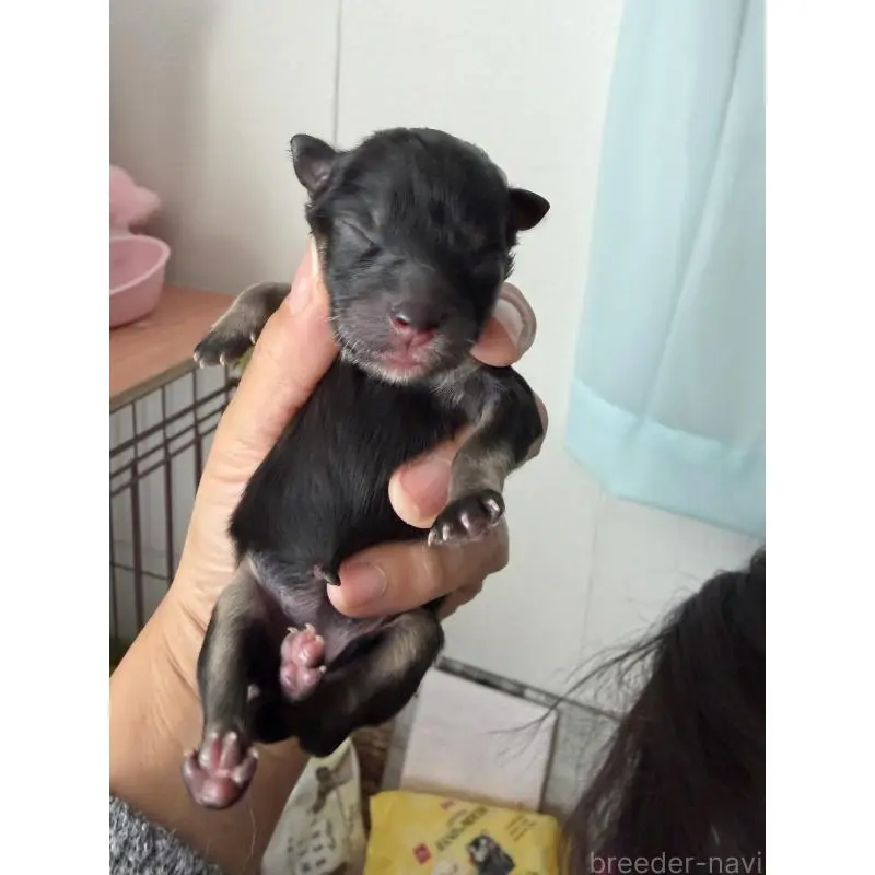 販売中の大分県のポメラニアン-451534の3枚目