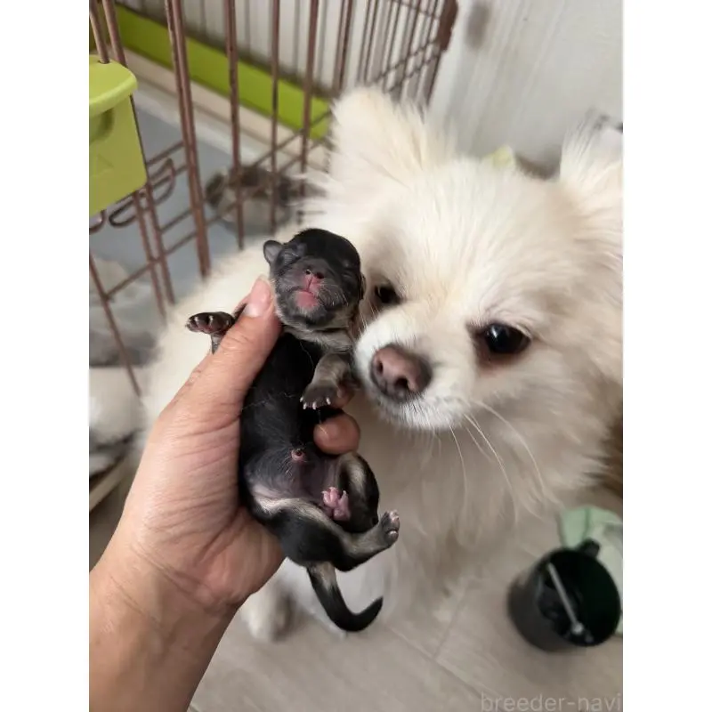 販売中の大分県のポメラニアン-451534の2枚目