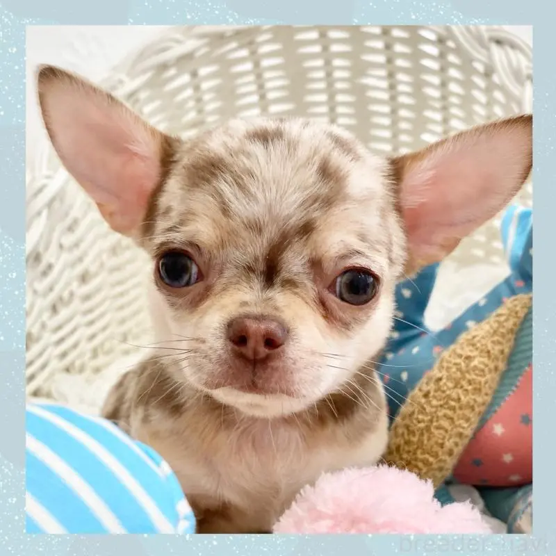 販売中の群馬県のチワワ(ロングコート)-451535