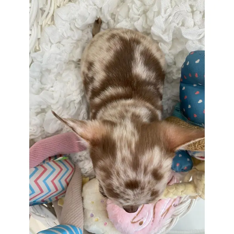 販売中の群馬県のチワワ(ロングコート)-451535の5枚目