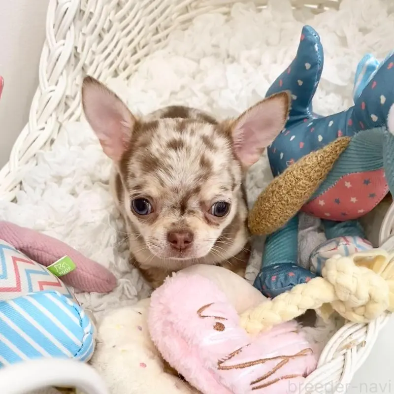 販売中の群馬県のチワワ(ロングコート)-451535の3枚目