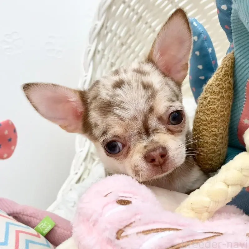 販売中の群馬県のチワワ(ロングコート)-451535の2枚目