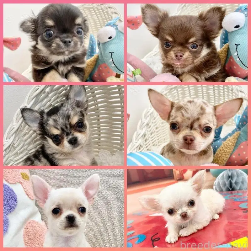 販売中の群馬県のチワワ(ロングコート)-451536の7枚目