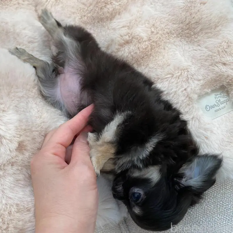 販売中の群馬県のチワワ(ロングコート)-451536の6枚目