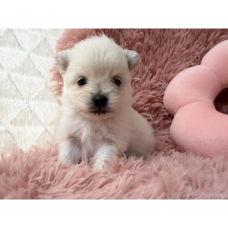 販売中の大分県のポメラニアン-451537の6枚目