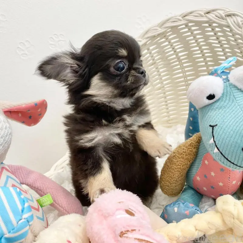 販売中の群馬県のチワワ(ロングコート)-451536の5枚目