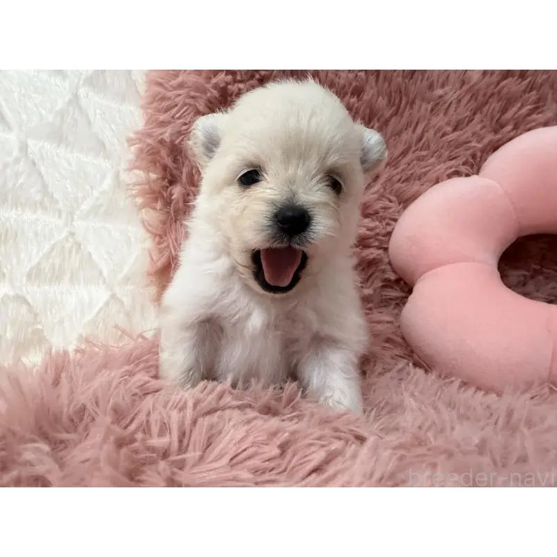 販売中の大分県のポメラニアン-451537の5枚目