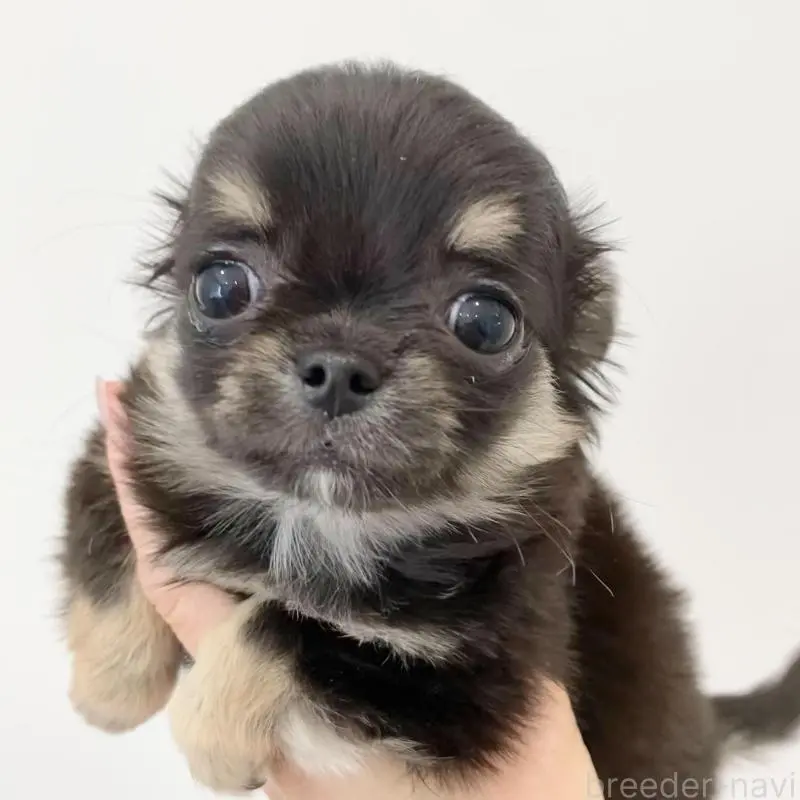 販売中の群馬県のチワワ(ロングコート)-451536の4枚目