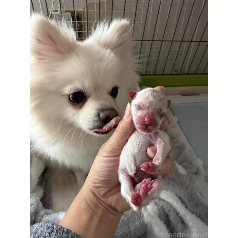 販売中の大分県のポメラニアン-451537の4枚目