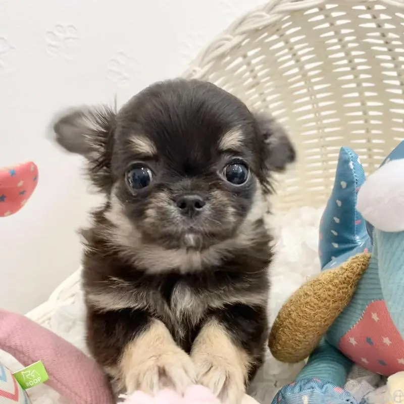 販売中の群馬県のチワワ(ロングコート)-451536の3枚目