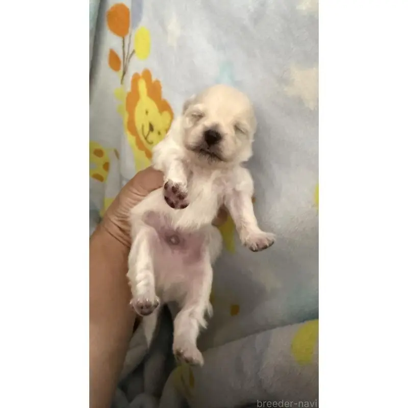 販売中の大分県のポメラニアン-451537の3枚目