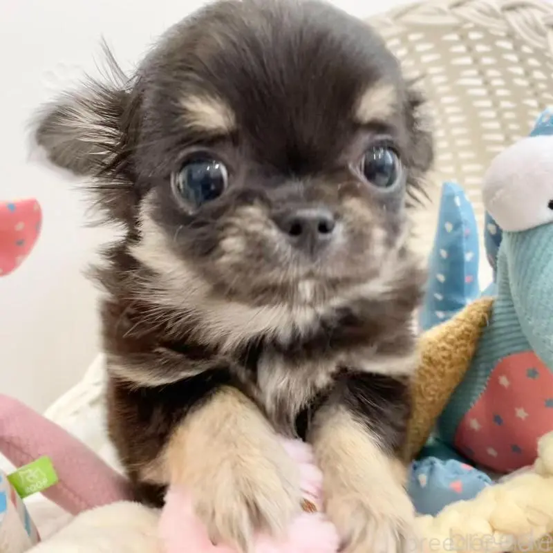 販売中の群馬県のチワワ(ロングコート)-451536の2枚目