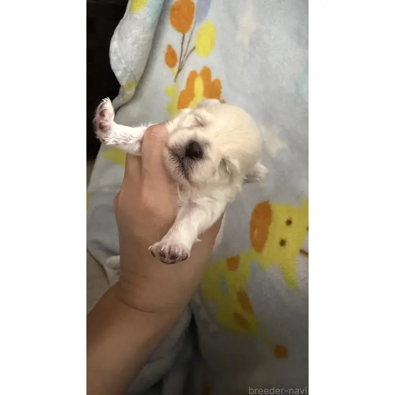 販売中の大分県のポメラニアン-451537の2枚目