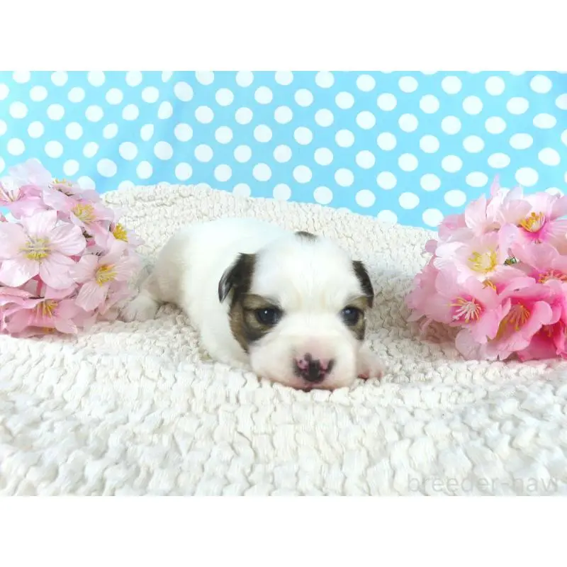 販売中の千葉県のパピヨン-451538の4枚目