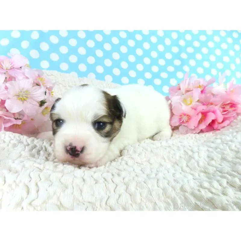 販売中の千葉県のパピヨン-451538の3枚目