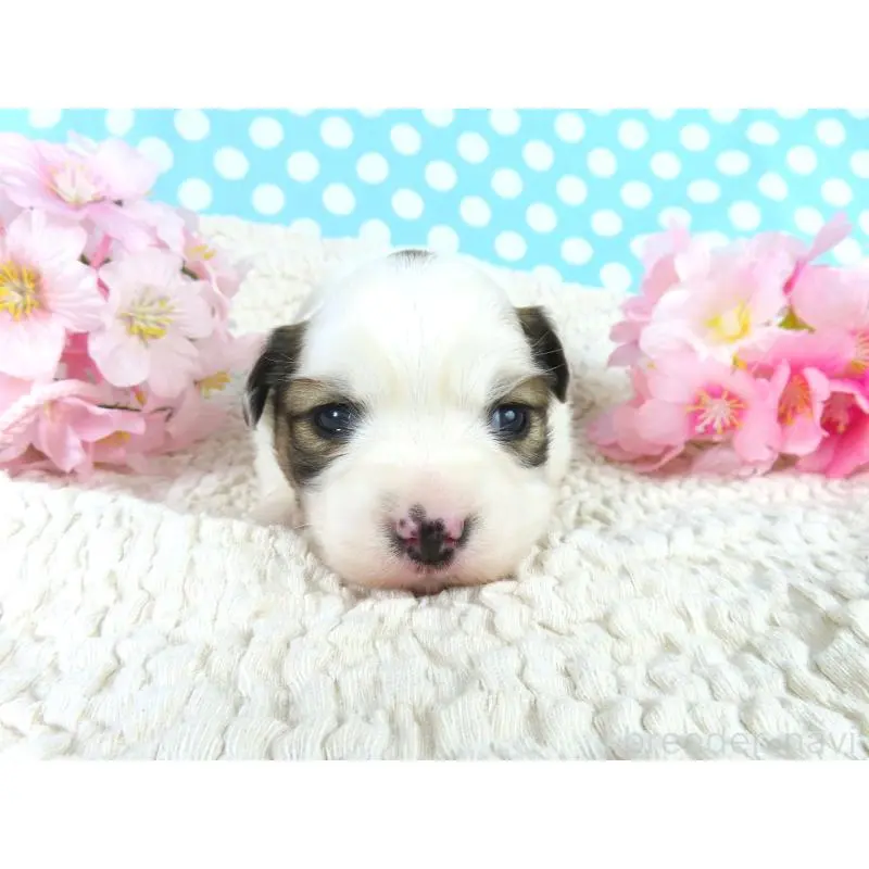 販売中の千葉県のパピヨン-451538の2枚目