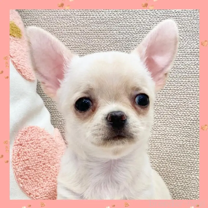 販売中の群馬県のチワワ(ロングコート)-451539