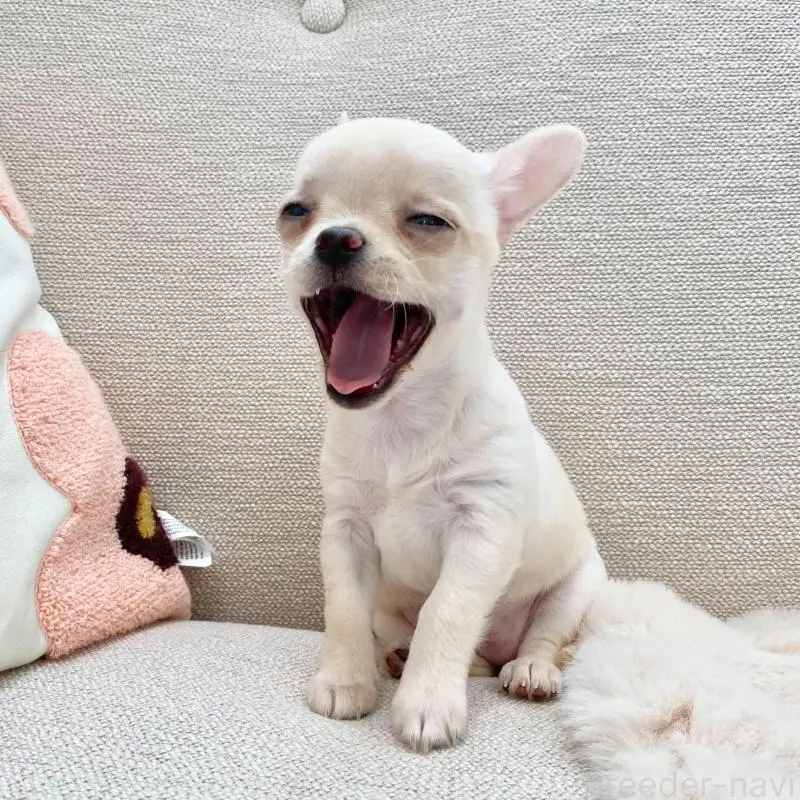 販売中の群馬県のチワワ(ロングコート)-451539の5枚目