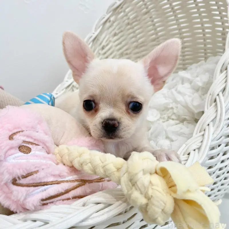 販売中の群馬県のチワワ(ロングコート)-451539の4枚目