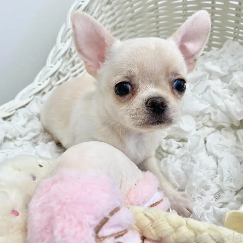 販売中の群馬県のチワワ(ロングコート)-451539の2枚目