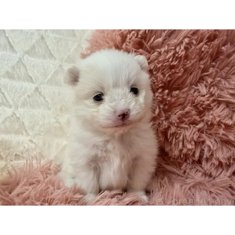 販売中の大分県のポメラニアン-451540の6枚目