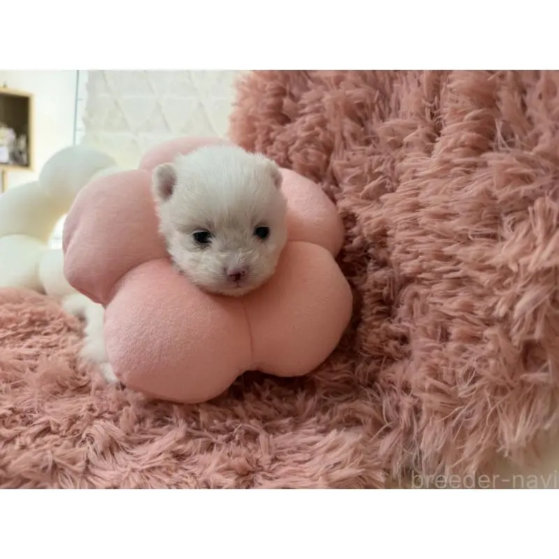 販売中の大分県のポメラニアン-451540の5枚目