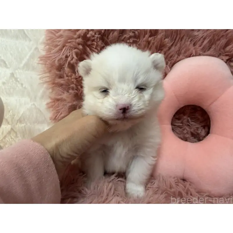 販売中の大分県のポメラニアン-451540の4枚目