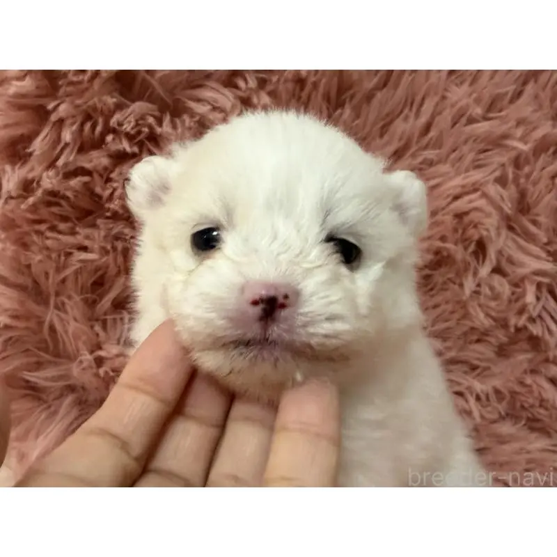 販売中の大分県のポメラニアン-451540の3枚目