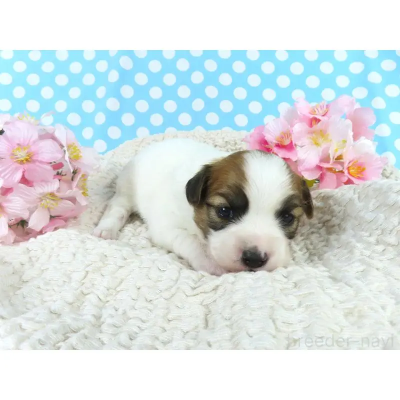 販売中の千葉県のパピヨン-451541の4枚目