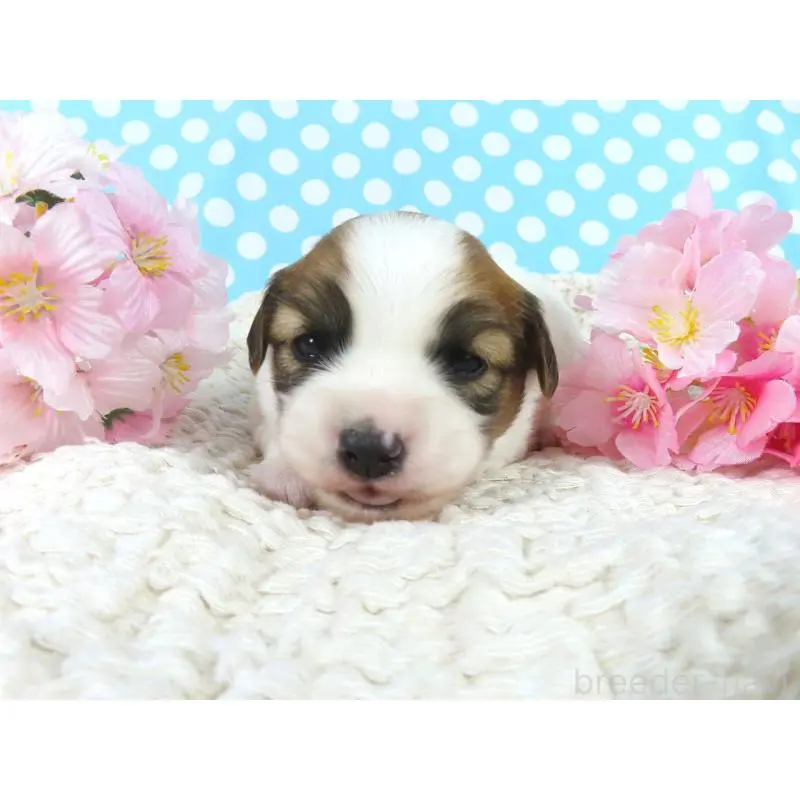 販売中の千葉県のパピヨン-451541の2枚目