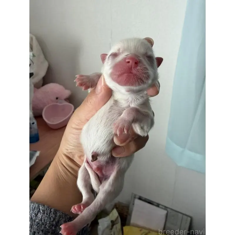 販売中の大分県のポメラニアン-451540の2枚目