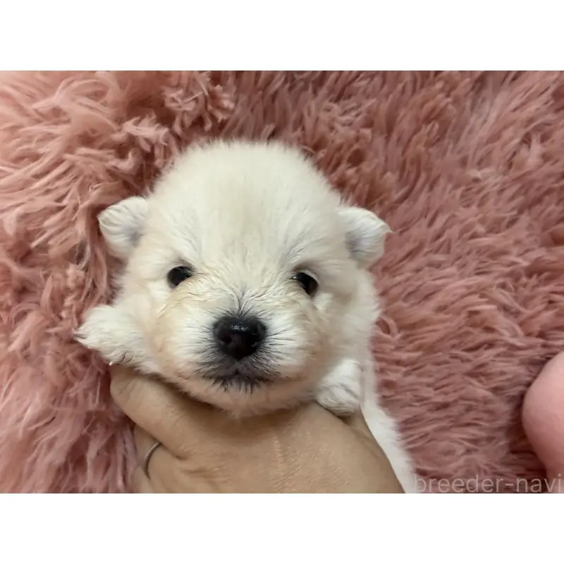 販売中の大分県のポメラニアン-451543の8枚目