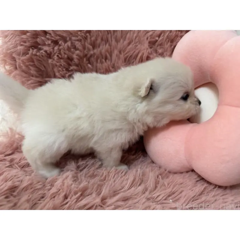 販売中の大分県のポメラニアン-451543の7枚目