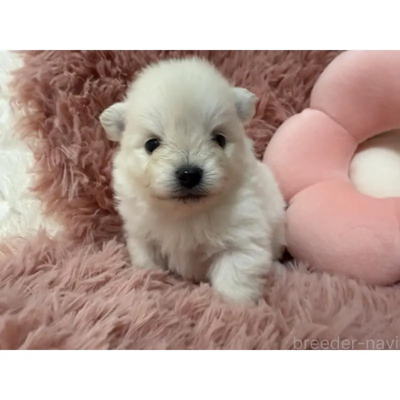 販売中の大分県のポメラニアン-451543の6枚目