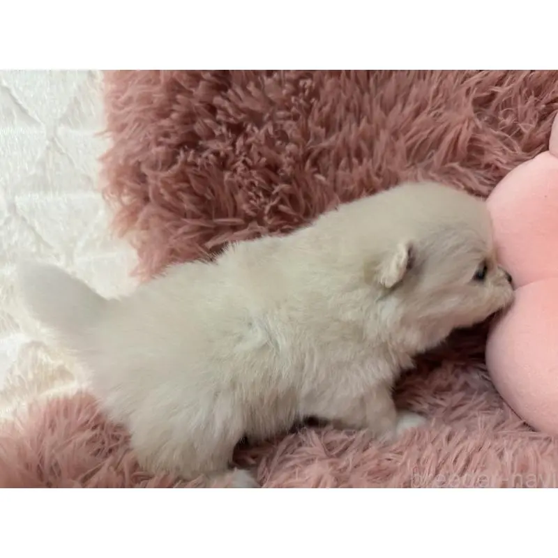 販売中の大分県のポメラニアン-451543の5枚目