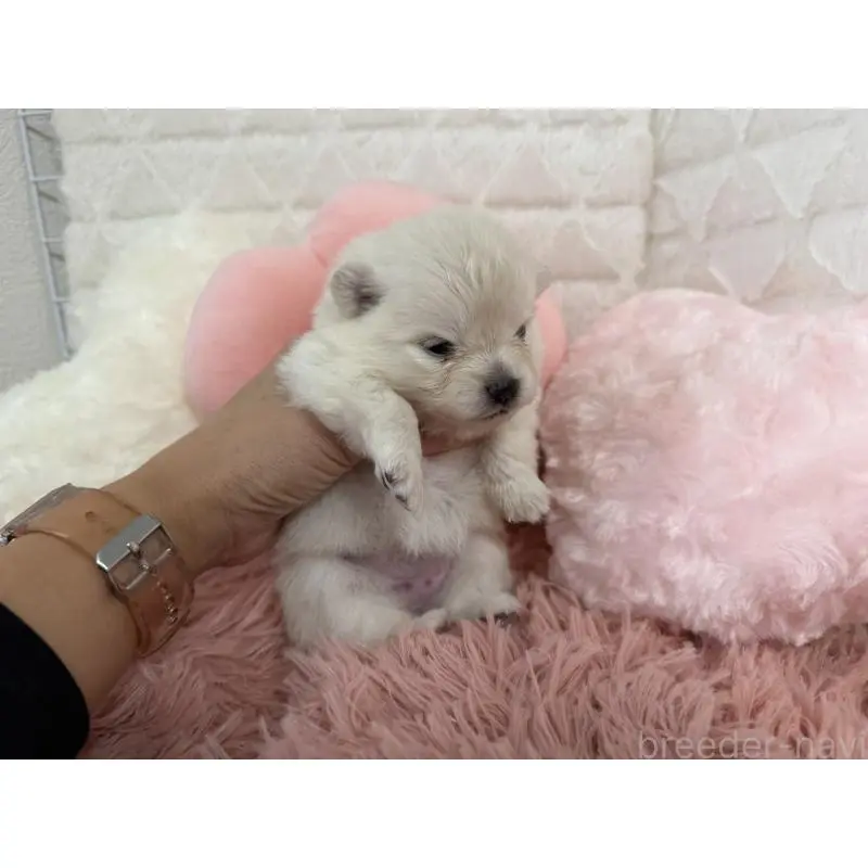 販売中の大分県のポメラニアン-451543の3枚目