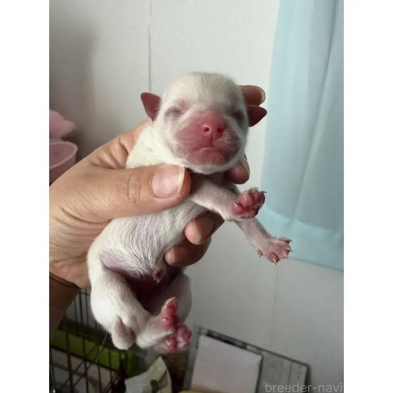 販売中の大分県のポメラニアン-451543の2枚目