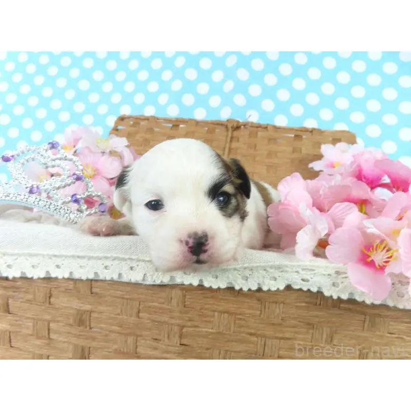 販売中の千葉県のパピヨン-451542の4枚目